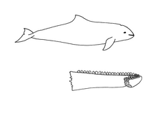 Umriss eines Schweinswals und seiner Zähne