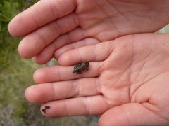 Mini-Frosch in Kinderhand.