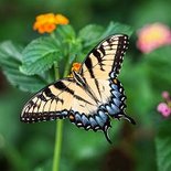 Der Schmetterling "Schwalbenschwanz" auf einem Blatt