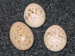 Braun gefleckte Eier des Neuntöters mit braun geflecktem Kuckucksei.