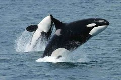 Zwei Orcas, die aus dem Wasser springen.