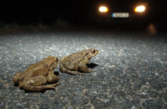 Kröten überqueren nachts eine Straße