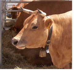Murnau-Werdenfelser Kuh im Profil
