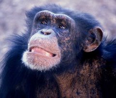 Schimpanse, Portrait