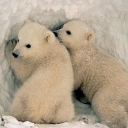 Eisbärenjunge vor einer Schneehöhle