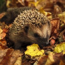 Igel Im HerbstLaub.