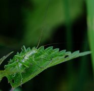 Eine grüne Zwitscherschrecke auf einem Blatt