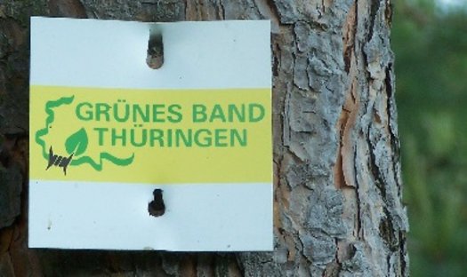 Erkennungsschild des Grünen Bandes in Thüringen an einem Baumstamm