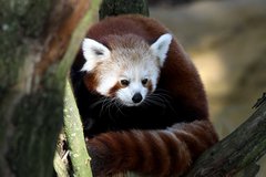 Kleiner Panda im Zooom Gelsenkirchen