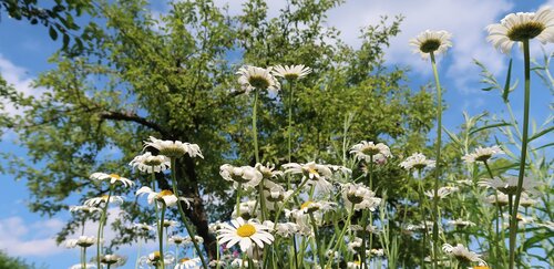 Margeriten Unter Einem ApfelBaum.