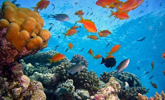 Korallenriff mit Fischen
