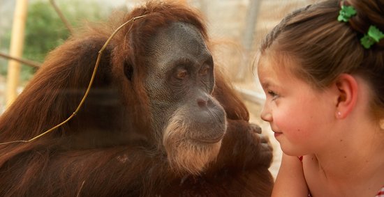 Orang-Utan und Mädchen im Zoo