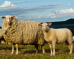 Schaf mit Jungtier in Nahaufnahme.