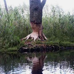 Angenagter Stamm eines stattlichen Nadelbaums