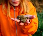 Erdkröte auf der Hand eines Mädchens.