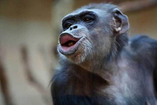Ein Schimpanse Mit Kussmund.
