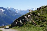 Kühe in der Schweiz, in der Ferne die Berge der Mischabelgruppe