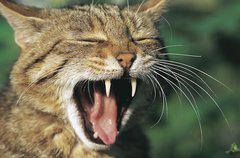 Wildkatze zeigt Zähne