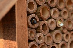 Bienenhotel aus Bambusstäben mit Biene