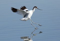 SäbelSchnäbler Landet Auf Dem Wasser.