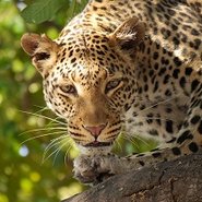 Leopard im Portrait
