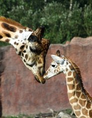 Giraffe mit Jungtier im Zooom Gelsenkirchen