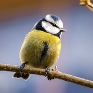 Eine BlauMeise Auf Einem Ast.