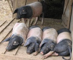 Schwäbisch-Hällische Landschweine.