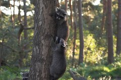 Waschbären klettern am Baumstamm empor.