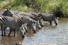Zebras an einer Wasserstelle