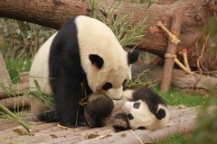 Großer Panda mit Jungtier im Zoo