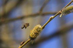 Biene im Anflug auf Weidenkätzchen