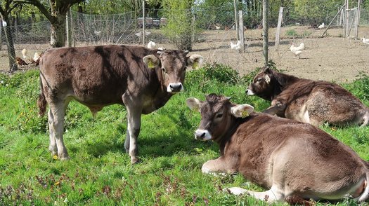 Drei junge Braunvieh-Bullen auf der Weide