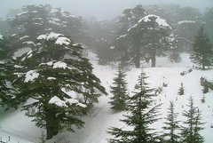 Schneebedeckte Zedern im Libanon-Gebirge