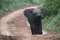 Elefantenkalb auf Weg in Südafrika