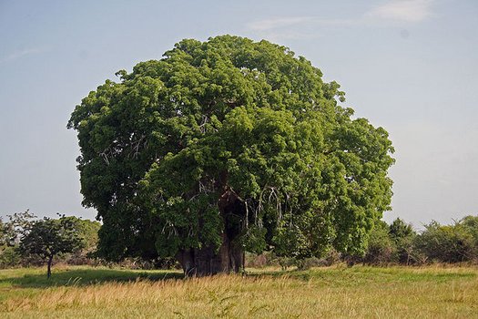 Affenbrotbaum mit Blättern