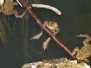 Erdkröten im Wasser