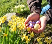 Narzissen Und Hände Mit Ostereiern