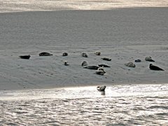Seehunde auf einer Sandbank.