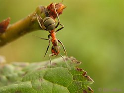 Ameise klettert vom Zweig auf ein Blatt.
