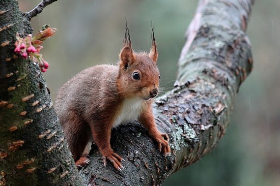 Eichhörnchen in einer Astgabel