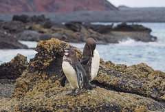 Zwei Galapagos-Pinguine An Der MeeresKüste.
