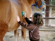 Ein Mädchen Putzt Ein Pferd.