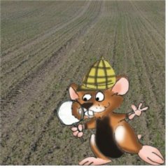 Hamster Konstantin auf einem Feld