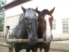Zwei Pferde im Paddock