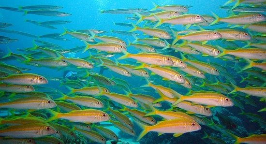 Fischschwarm im tropischen Meer
