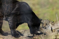 Schwarzes Jaguarweibchen mit normal gefärbtem Jungtier