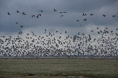 WeißWangenGänse Auf Norderney