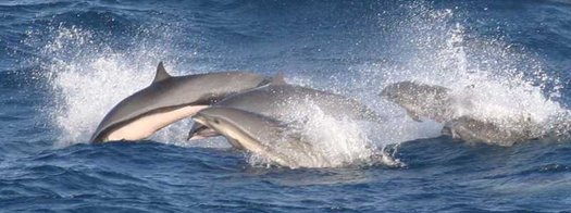 Eine Gruppe Borneodelfine