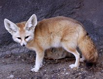 Wüstenfuchs
